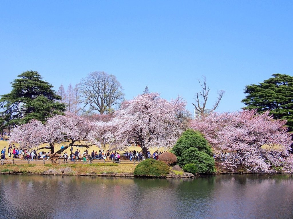 レア 岩国基地 2017 桜 SAKURA レア 岩国基地 2017 桜 SAKURA