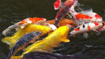 施設の敷地 / 31