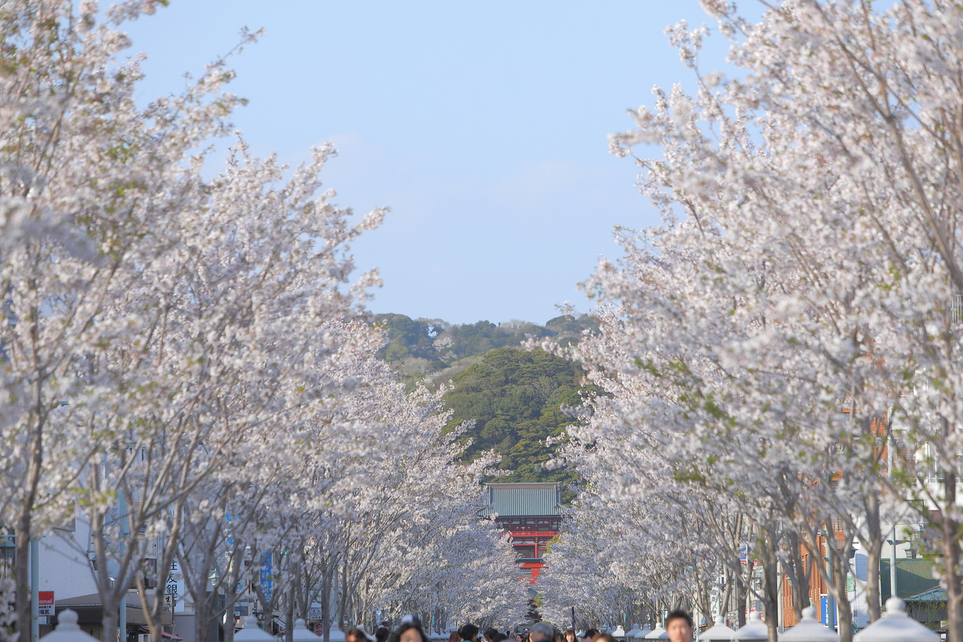 桜咲く“鎌倉の守り神”にごあいさつ「鶴岡八幡宮」2589095