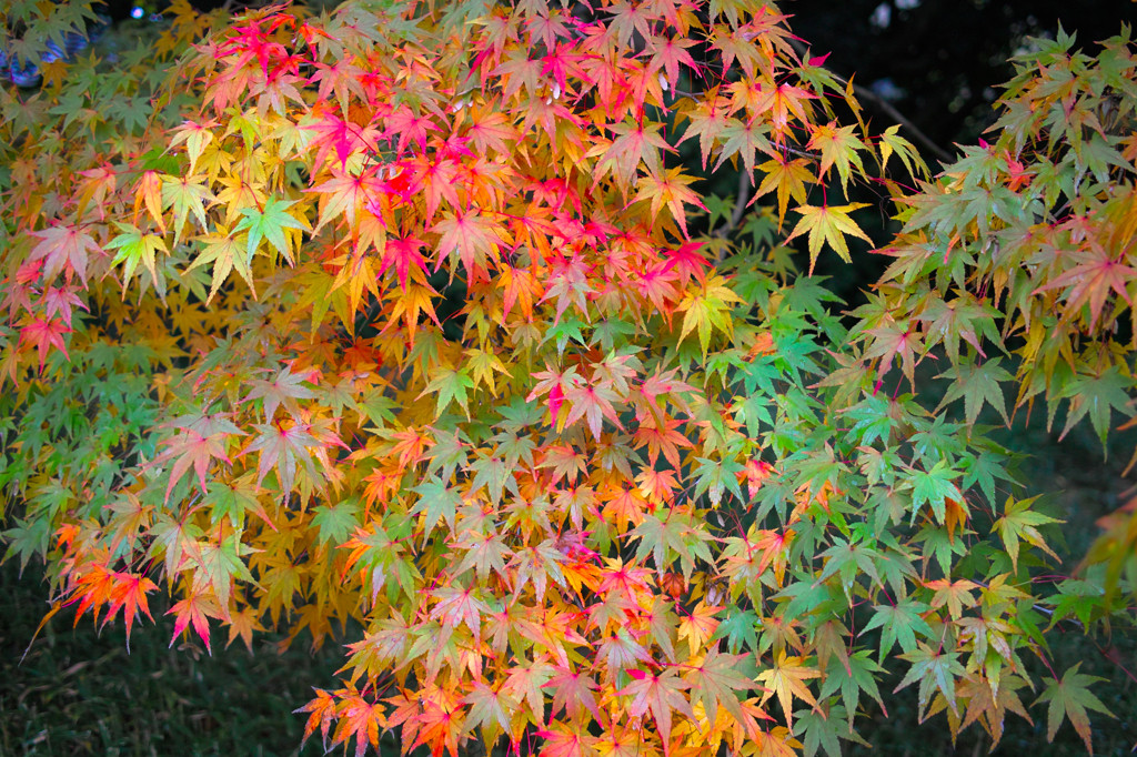 和の彩りと風情に癒される◎京都の「7色の絶景」をご紹介します1881549