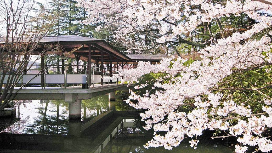 春の松泉湖 桜 / 1