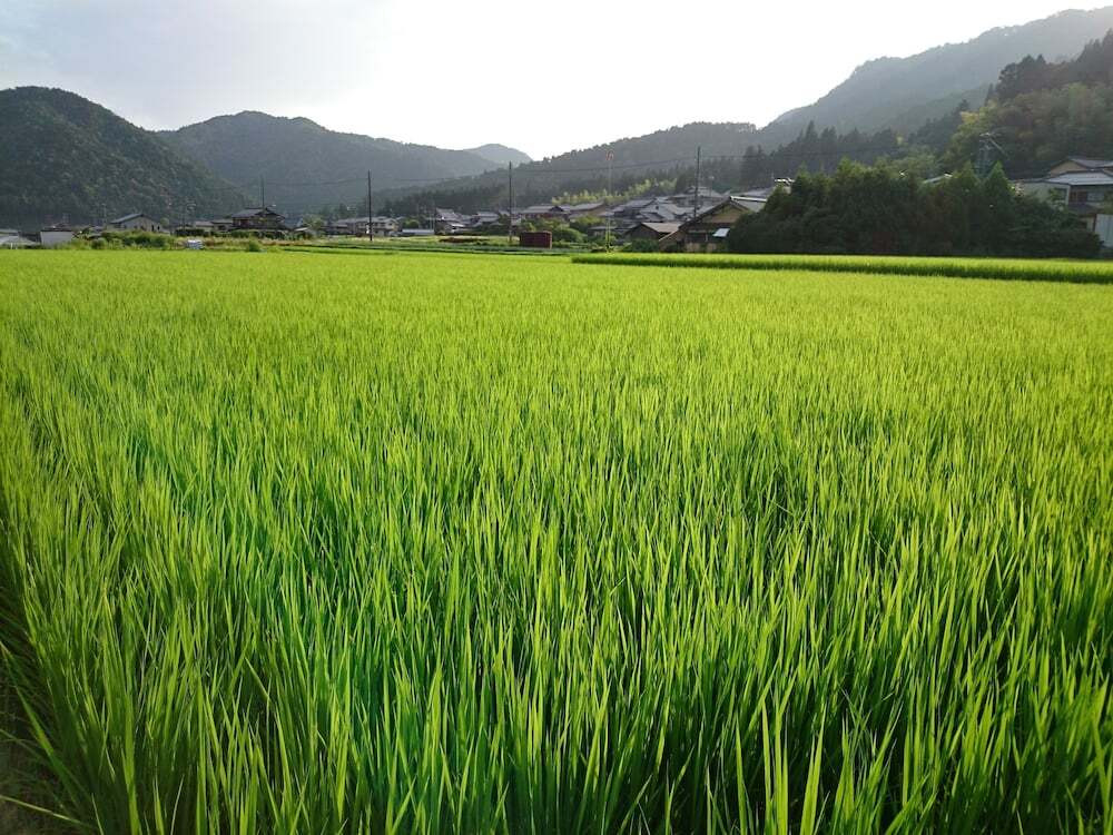 マウンテン ビュー