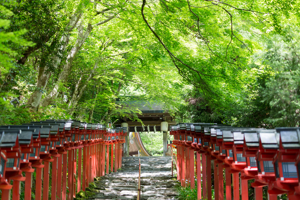 京都　 東福寺の紅葉