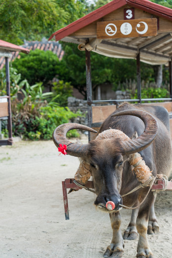 竹富島　水牛車観光