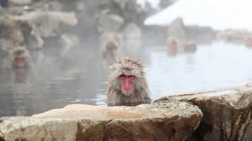 地獄谷野猿公苑 / 1
