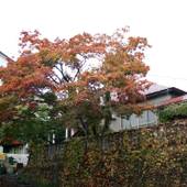 おたるないバックパッカーズホステル杜の樹（北海道 ゲストハウス・ホステル・ドミトリー） / 5