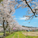 東北に春の訪れを告げる♪福島県の絶景桜スポット7選