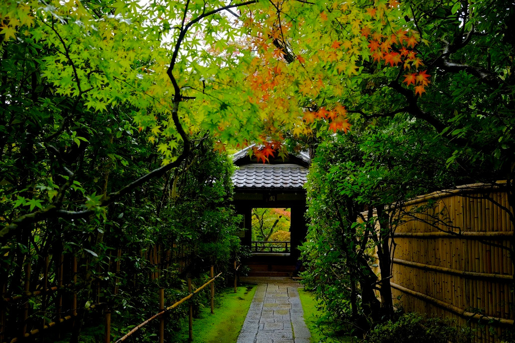 高桐院　【今出川・北大路・北野】1025845