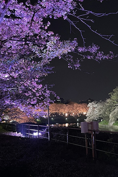 ホテル周辺の千鳥ヶ淵は桜の名所