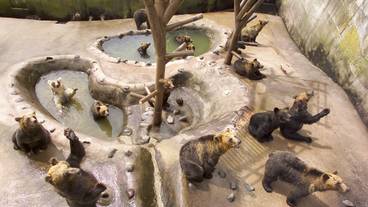 のぼりべつクマ牧場 / 4