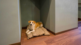 Rakuten STAY VILLA 那須 / [ペット同室可] 10名定員 禁煙