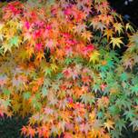 心が豊かに、カラフルになる。京都で見られる【色別・7色の絶景】