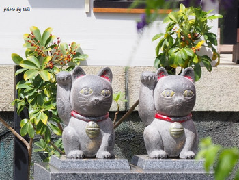 招き猫と縁結びで、女性に人気の神社　4090794