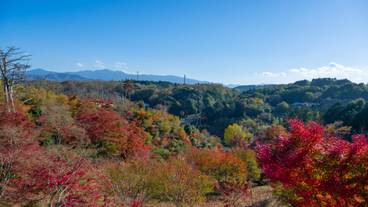 修善寺自然公園 もみじ林 / 8