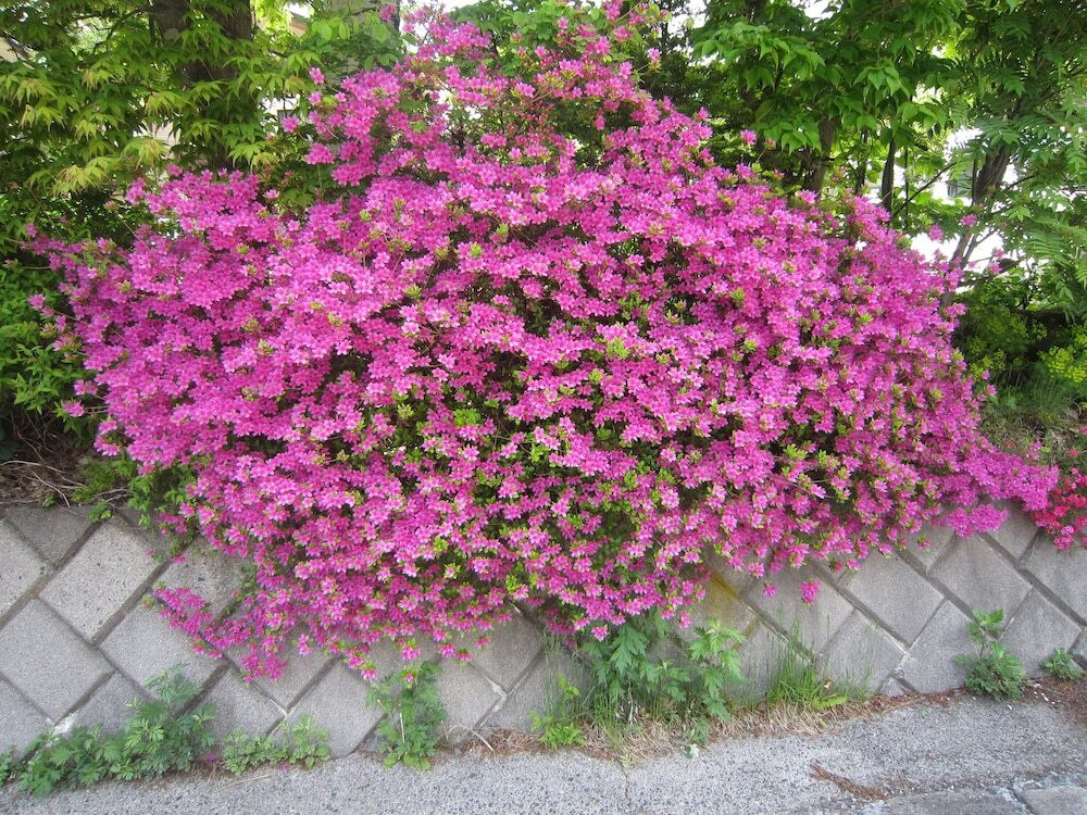 メイン イメージ