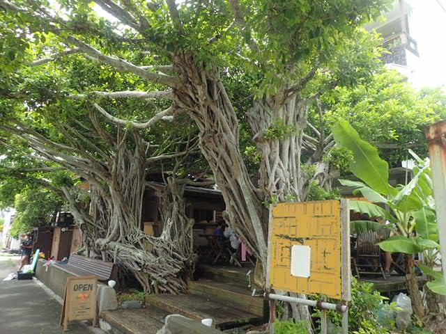 ガジュマルの木が目印