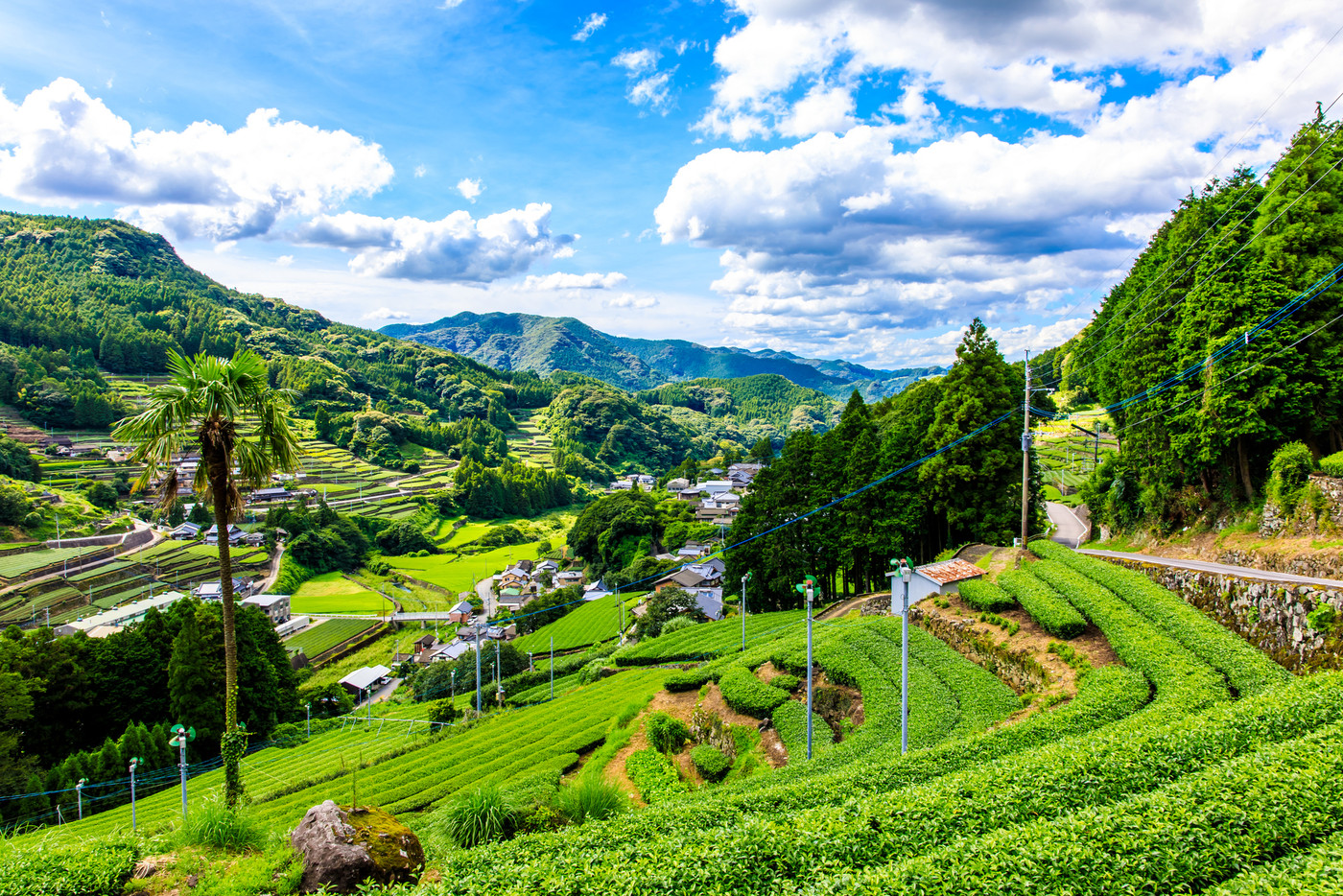 嬉野茶畑　【佐賀県嬉野市】