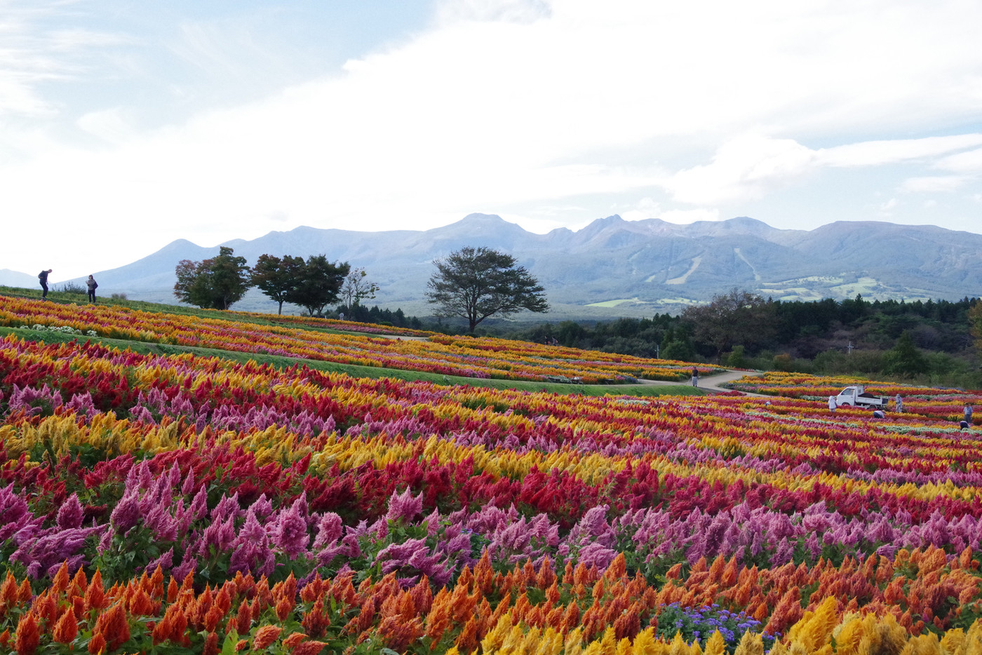 ハイジがいそうな(* 'ω')ノ