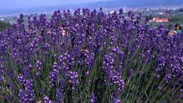 施設からの眺望 / 5