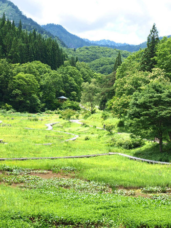 こちらで観光♪湿原植物を眺めつつ散策「たきがしら湿原」4244954