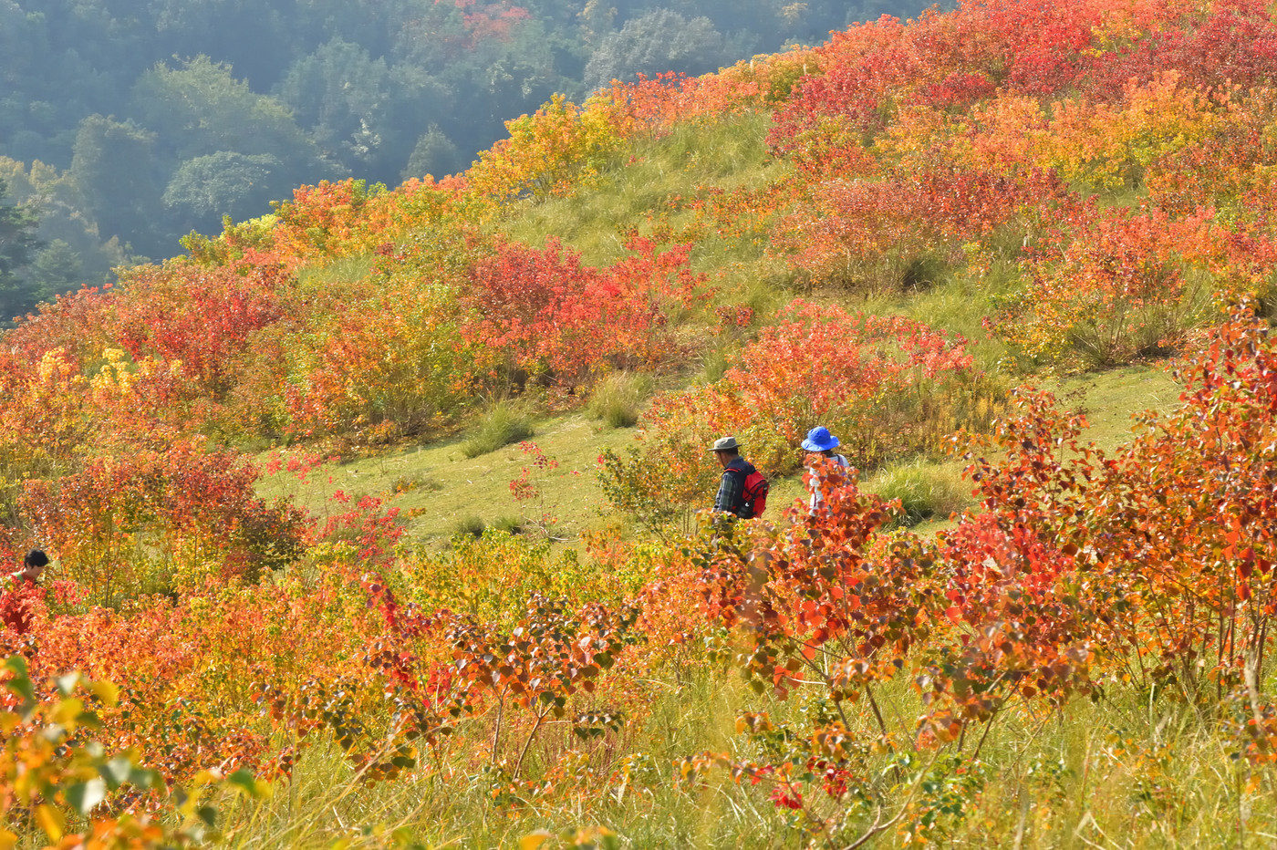奈良 若草山の紅葉