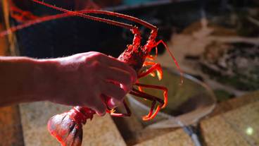 ■ Spiny lobster ■ / 3