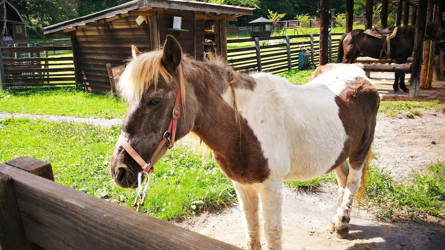 乗馬や動物たちの世話体験