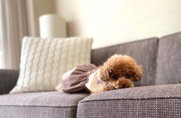 荷物の心配なし♪充実のわんちゃん用アイテムが嬉しい3928255