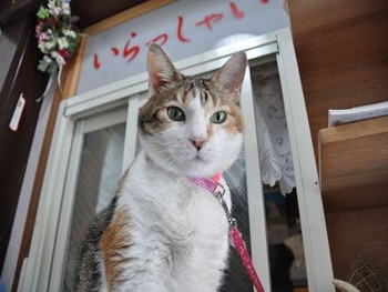 5. 貸切温泉でのんびりできる♡「旅荘 天城」3636101