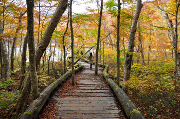 Just under 1,500 yen one way from Tokyo! A girls' solo trip to the hidden tourist spot "Chichibu" ♪3507617