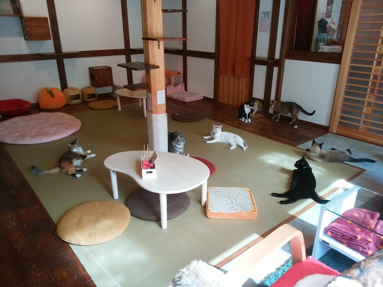 自然＆温泉＆猫で究極の癒しを♡3445446