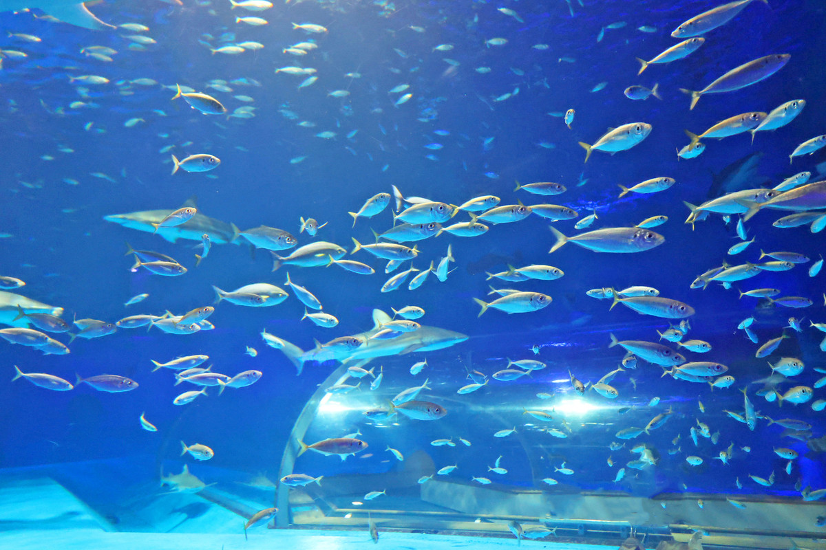 海洋館アクアスの生物②