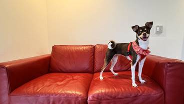 ペット用設備・サービス / 9