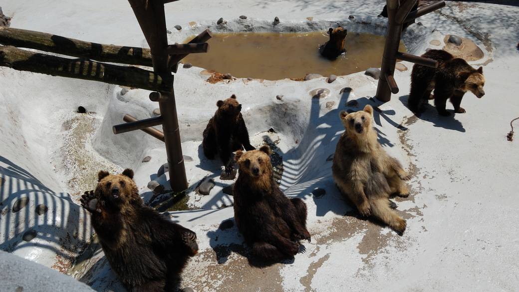 のぼりべつクマ牧場 / 4