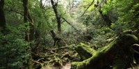 屋久島の自然をめいっぱい楽しめる！子連れ旅におすすめのホテル・旅館7選