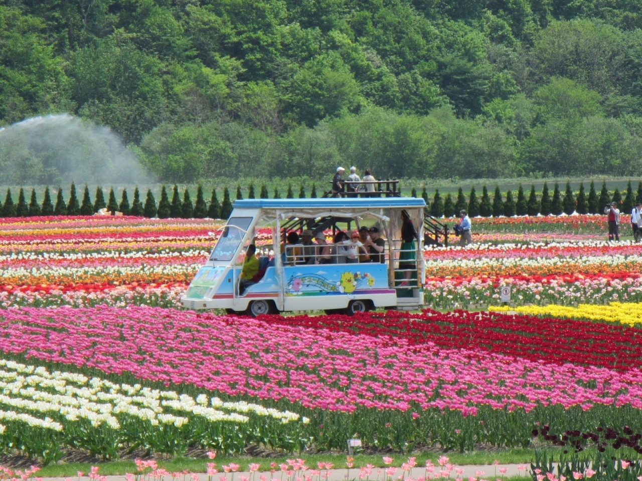 3．かみゆうべつチューリップ公園／上湧別町2980539