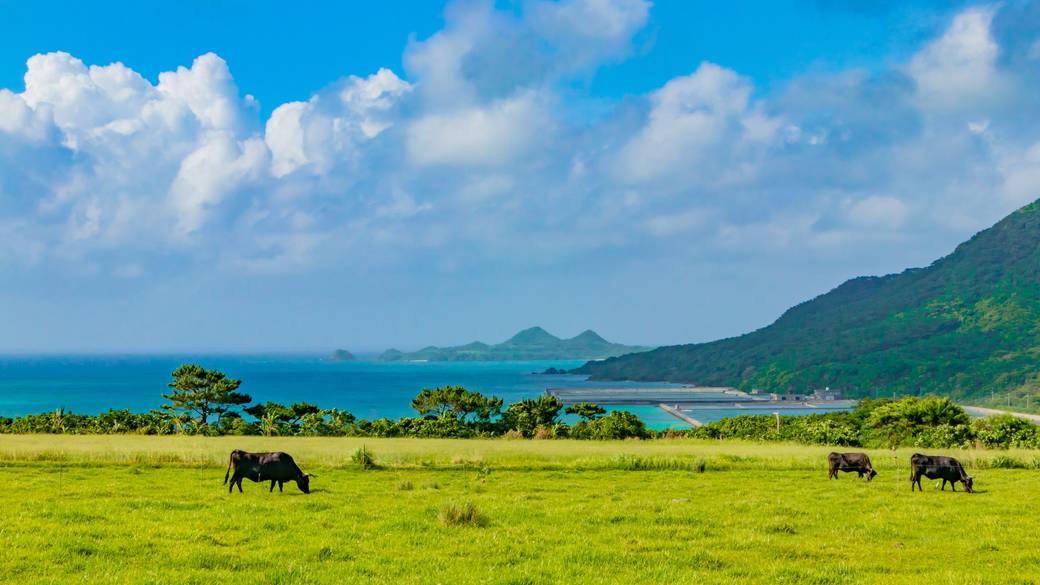 石垣島ののどかな景色 / 1