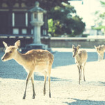 古の都・奈良で歴史を感じる国宝めぐり旅。奈良市内の国宝13選