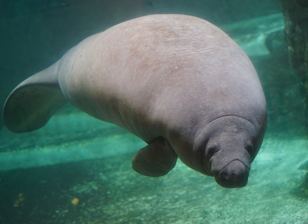 「新屋島水族館」で動物と間近でふれ合う2498773