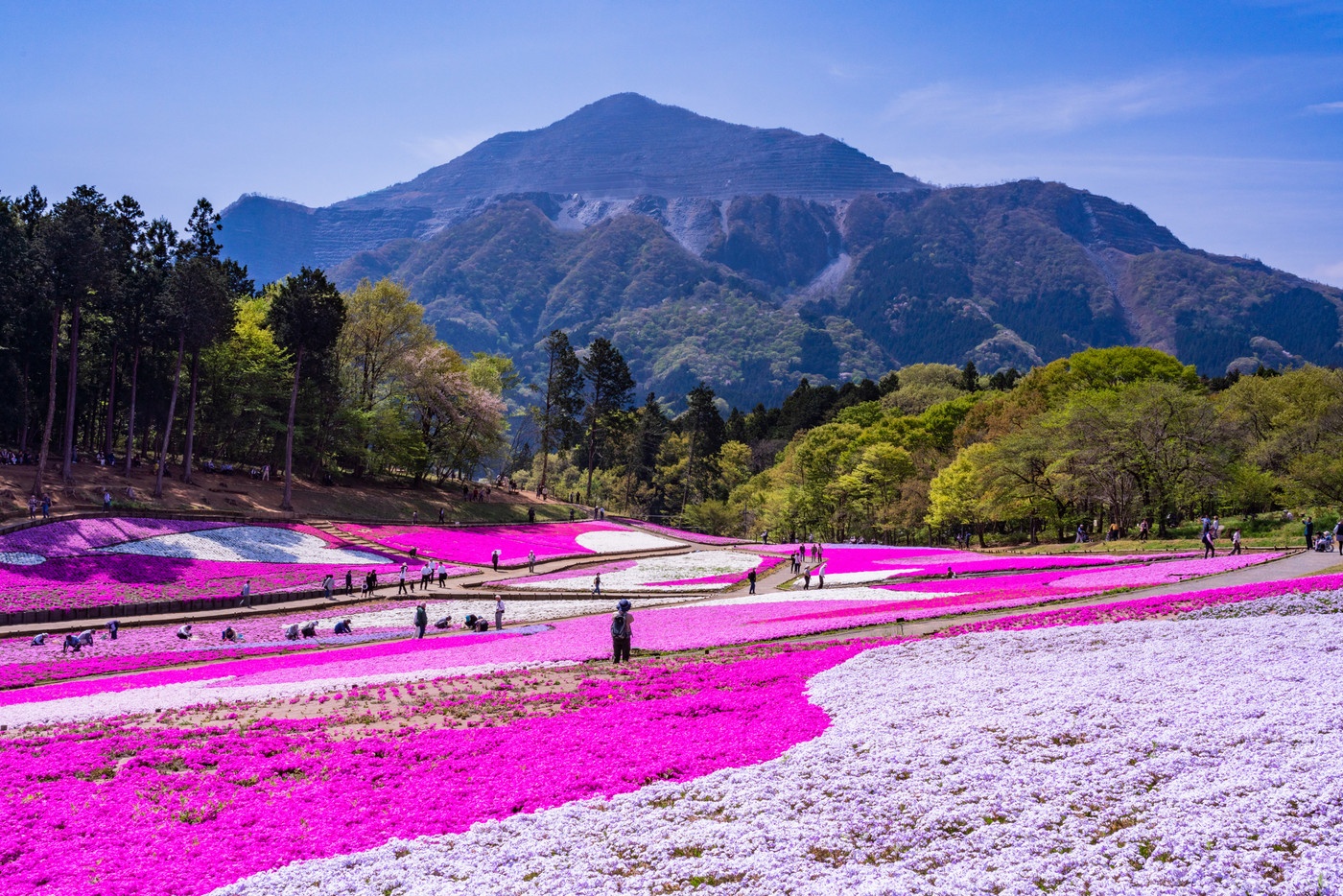 （埼玉県）羊山公園・芝桜の丘