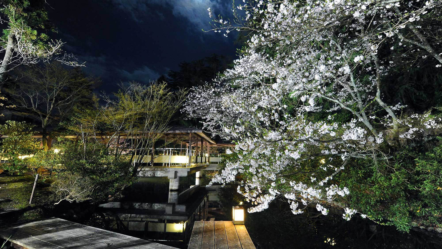 春の松泉湖 夜桜