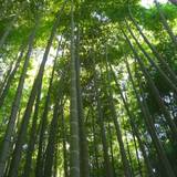 報国寺(竹寺)（ホウコクジタケデラ）