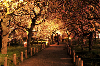 At Kairakuen Garden in Mito City