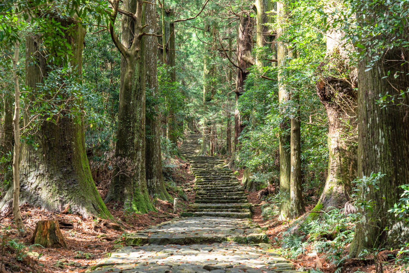 《和歌山県》熊野古道・大門坂