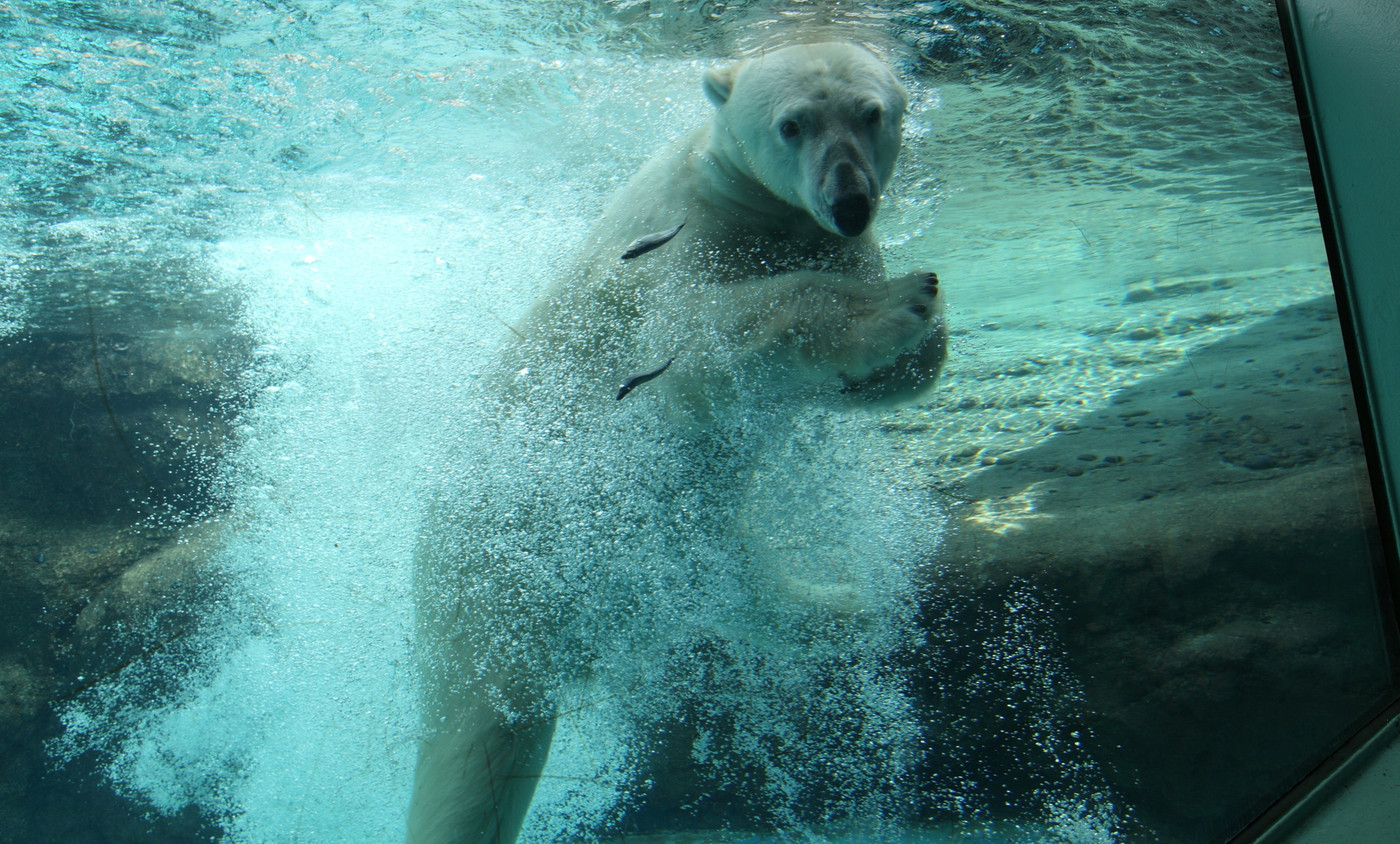 ホッキョクグマ