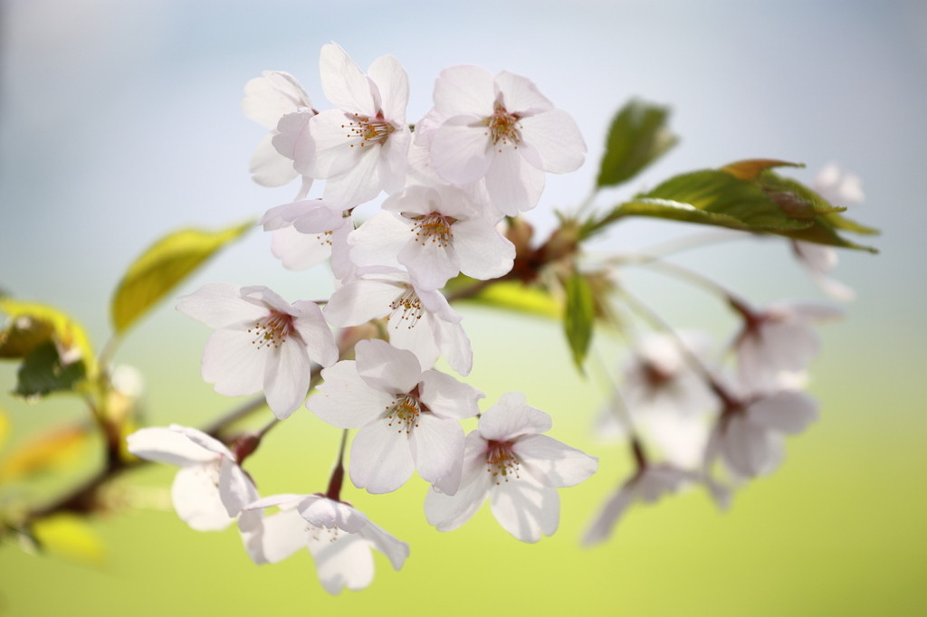 「北上展勝地」でじっくり桜を見ながら散策♪1558088