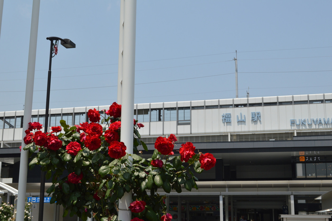 福山駅とバラ