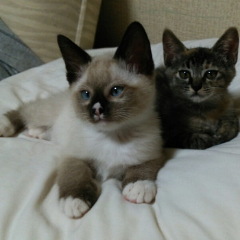 看板にゃんこ、しろあん4082979