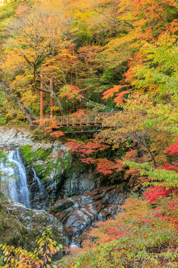 みたらい渓谷 紅葉