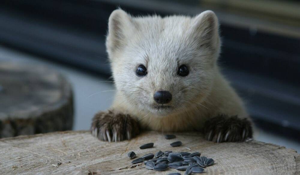 野生動物／エゾクロテン / 4